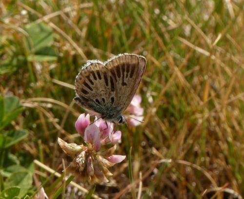 Réf. 190 028 : Polyommatus sp.